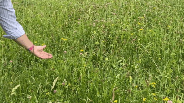 Defra reveals 'near-final' SFI scheme details for 2026