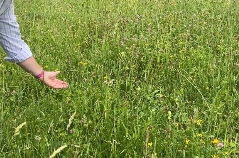 Defra reveals 'near-final' SFI scheme details for 2026