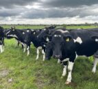 Risk of lungworm as weather turns wet