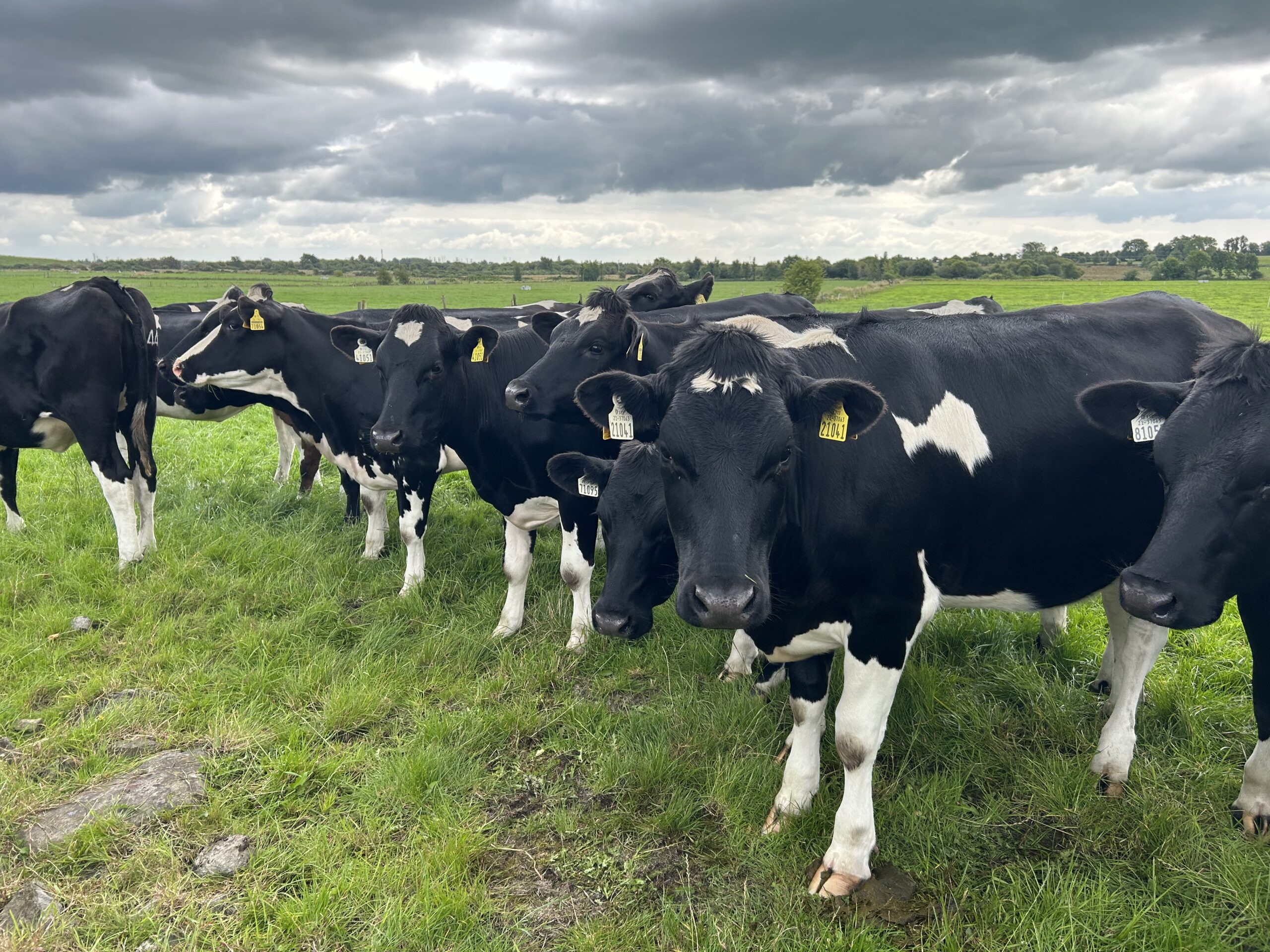 Risk of lungworm as weather turns wet