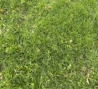 Incorporating white clover into grassland swards