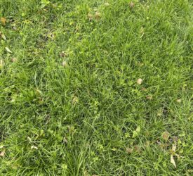 Incorporating white clover into grassland swards