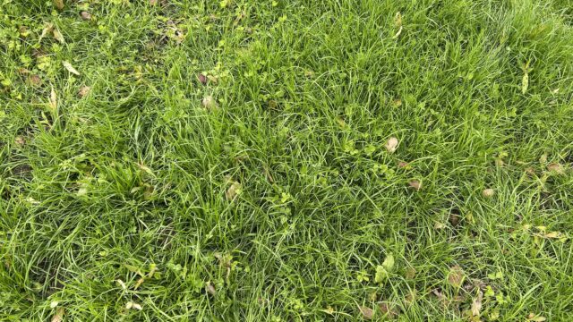Incorporating white clover into grassland swards