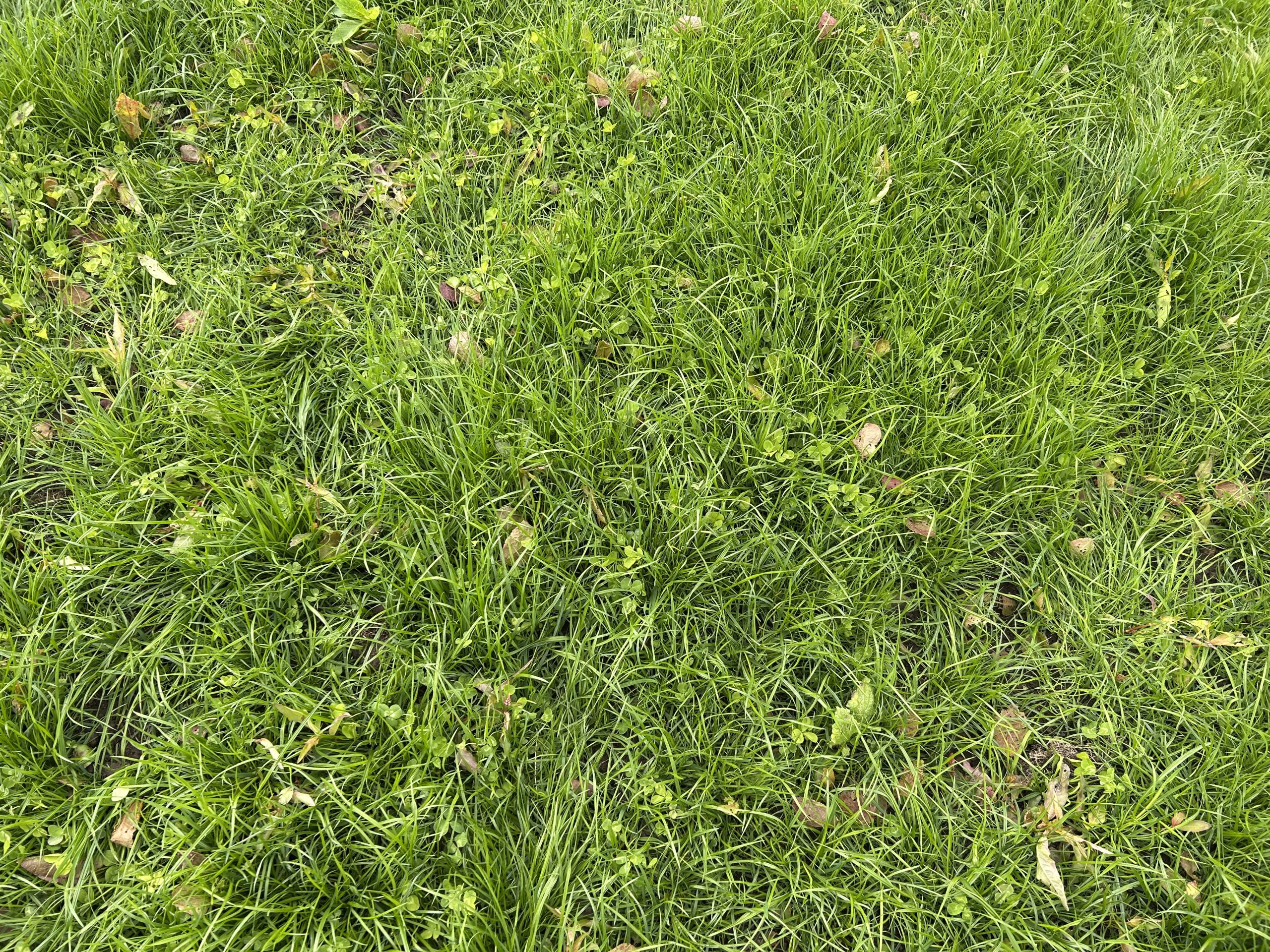 Incorporating white clover into grassland swards