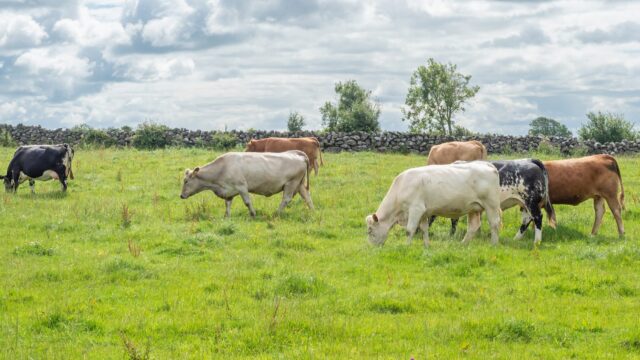 Police appeal for information following theft of 47 cattle in Armagh