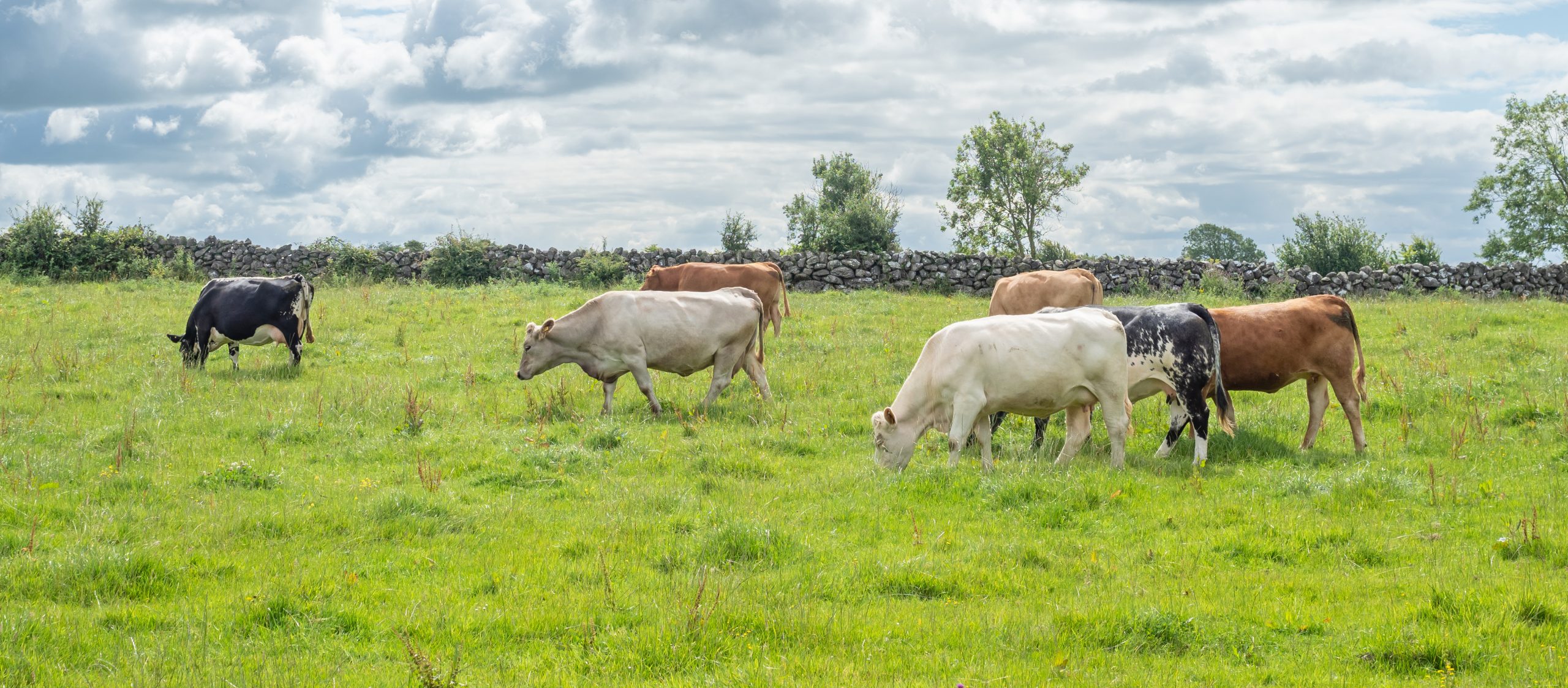 Police appeal for information following theft of 47 cattle in Armagh