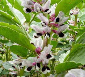 ADAS launches new crop rotation planning tool