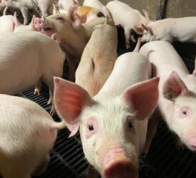 UFU to meet Sofina Foods on pig contracts