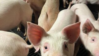 UFU to meet Sofina Foods on pig contracts