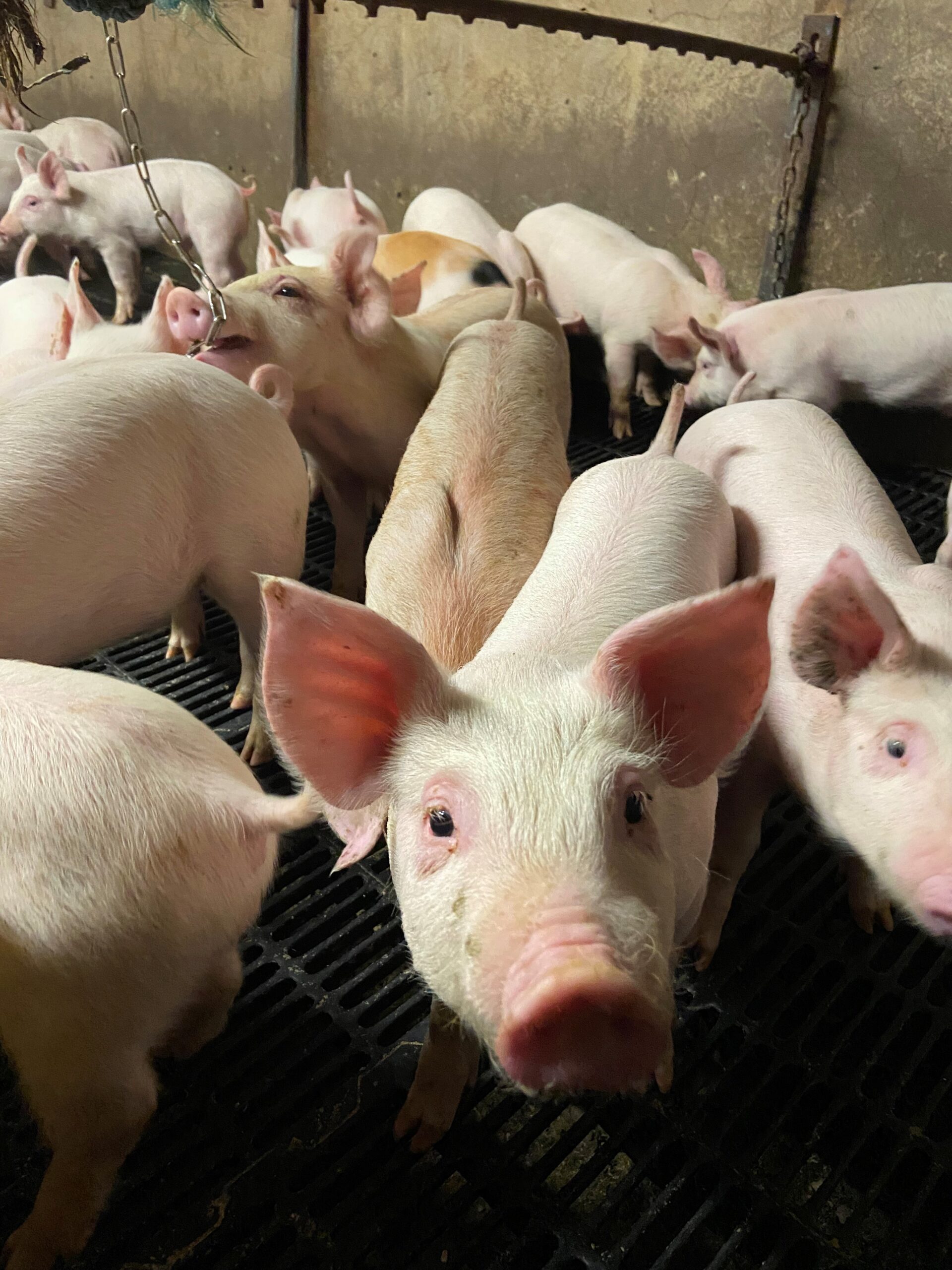 UFU to meet Sofina Foods on pig contracts