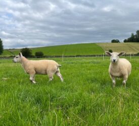 Research: Selective dosing could positively impact lamb liveweight gain