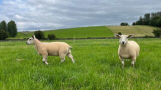 Research: Selective dosing could positively impact lamb liveweight gain