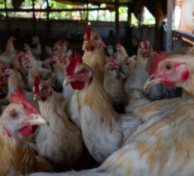 FAO: Poultry meat surpasses beef & dairy growth over past 60 years