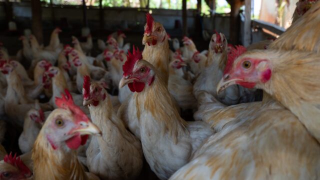 FAO: Poultry meat surpasses beef & dairy growth over past 60 years