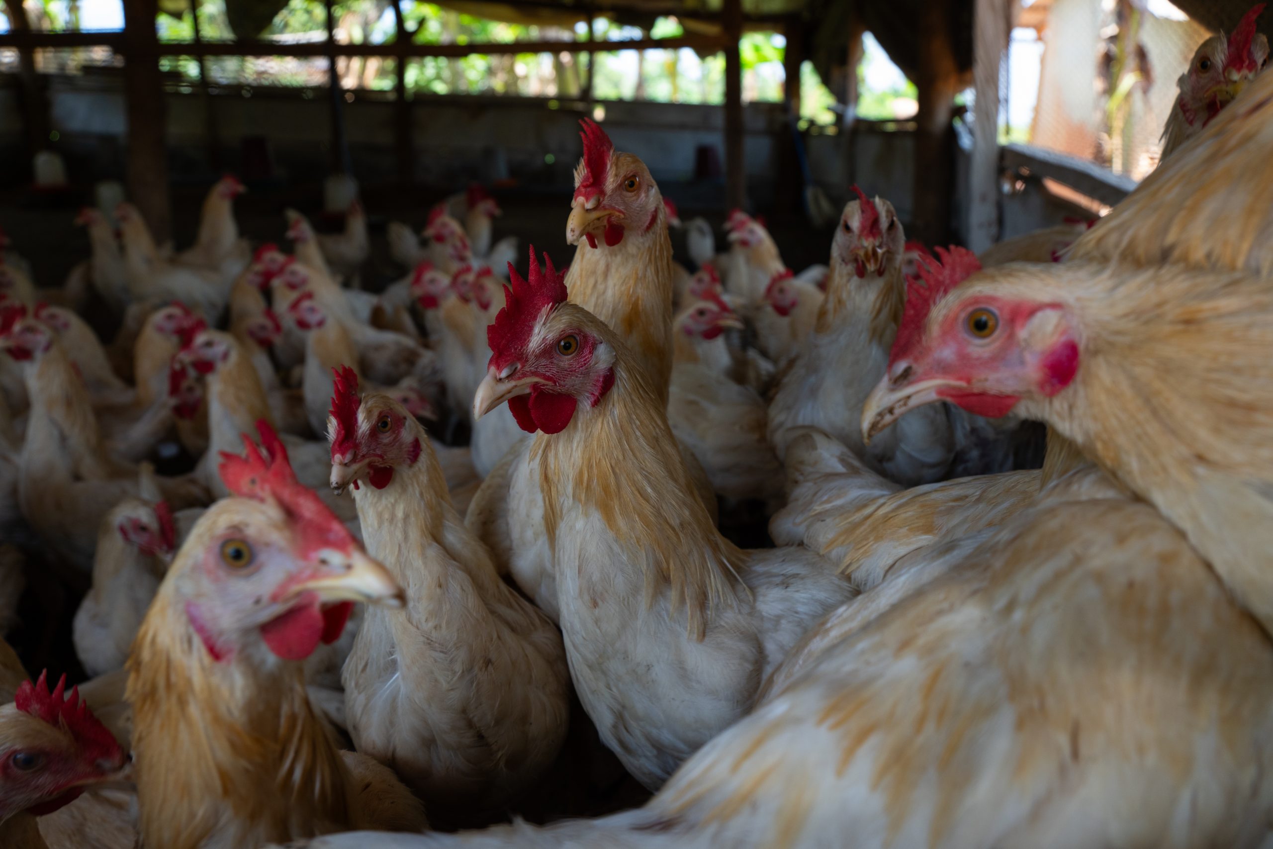FAO: Poultry meat surpasses beef &amp; dairy growth over past 60 years