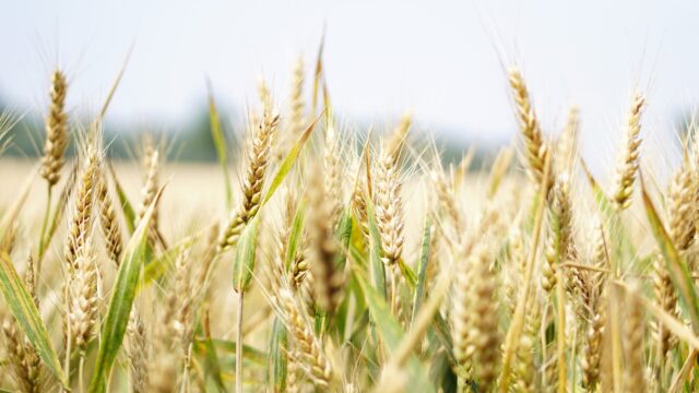 ‘Shared recognition’ across UK farming groups of arable policy needs