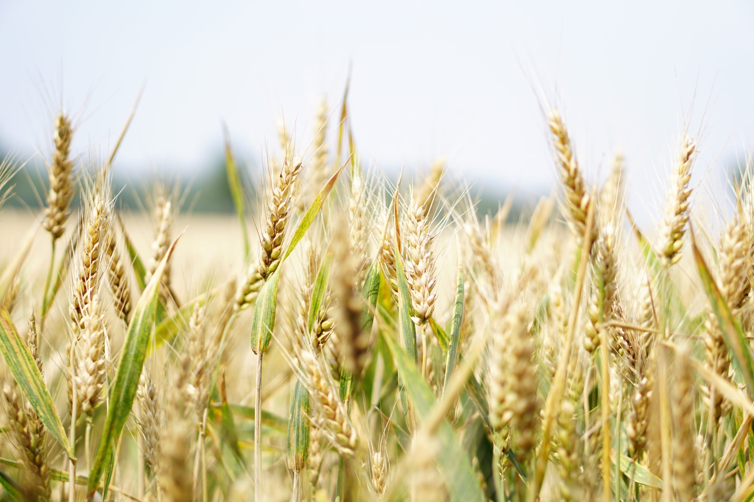 agriland.co.uk - Joe Griffin - 'Shared recognition' across UK farming groups of arable policy needs