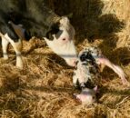 Four new bluetongue cases detected in one week as midge activity rises