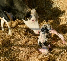 UK: 4 bluetongue cases detected in one week as midge activity rises