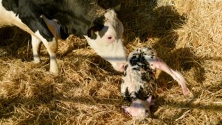 Four new bluetongue cases detected in one week as midge activity rises