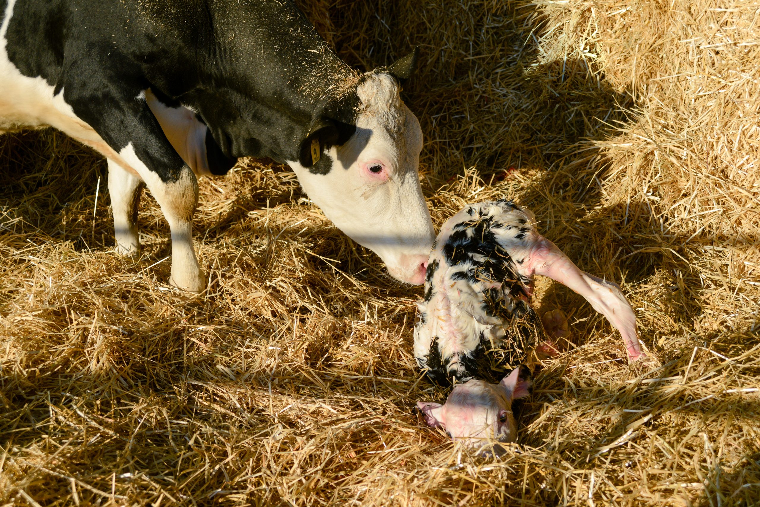 Four new bluetongue cases detected in one week as midge activity rises