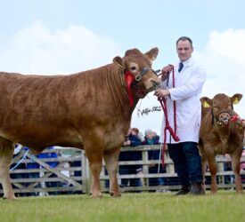 Crawford Brothers takes Ballymena inter-breed beef championship