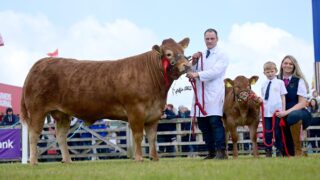 Crawford Brothers takes Ballymena inter-breed beef championship