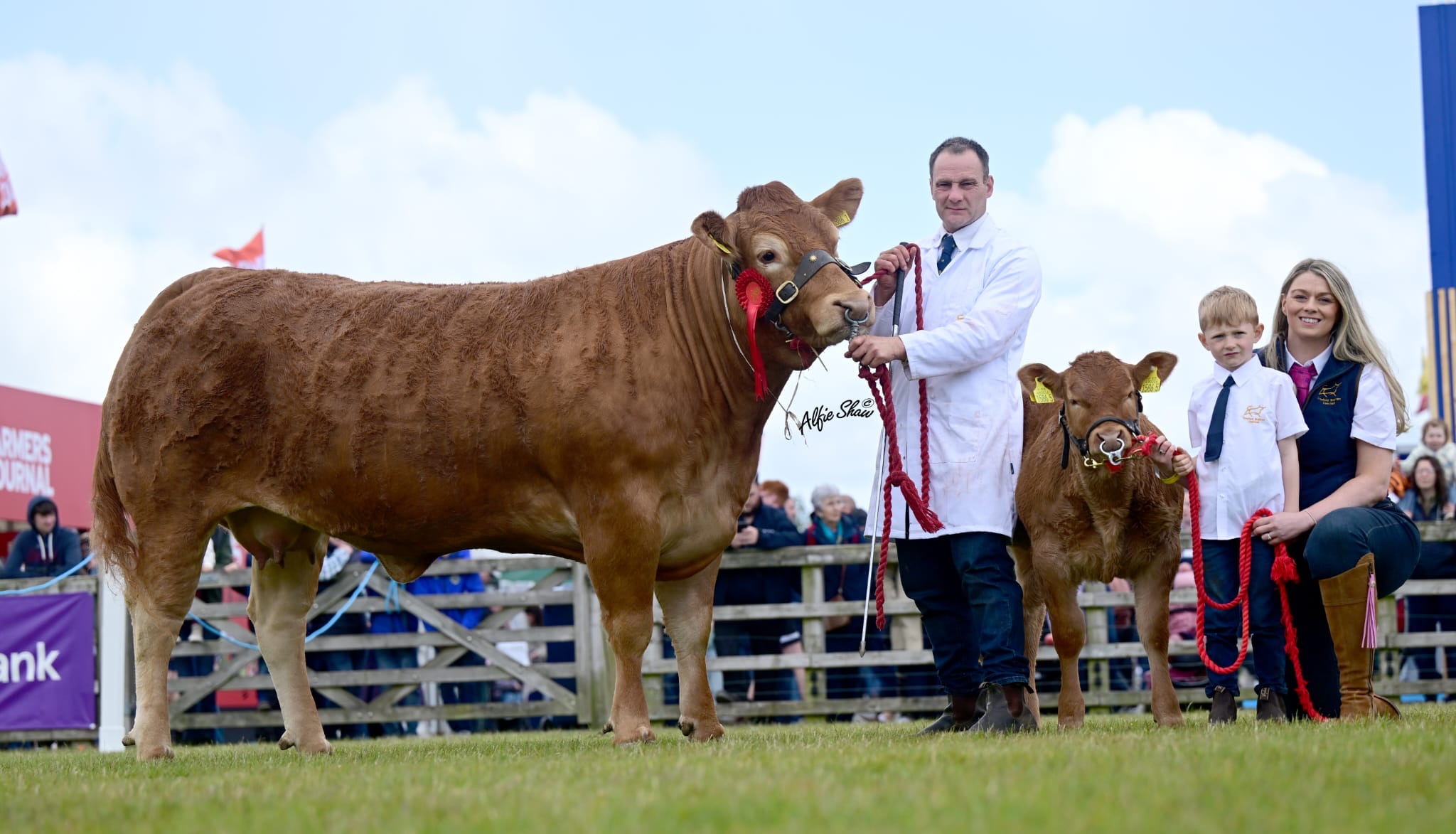 Crawford Brothers takes Ballymena inter-breed beef championship