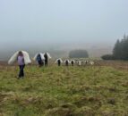 UFU and Ulster Wildlife trial use of wool in peatland restoration