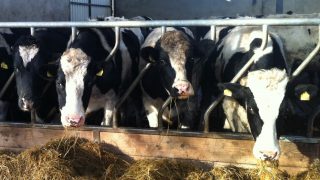 Animal Transporters warned of Hot Weather Risks
