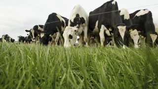 Pregnancy Scanning can be a vital – Suckler Cows