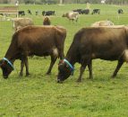 New Zealand dairy farmers facing life without inductions in 2015