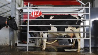 Lely’s live robotic milking and zero grazing return to the Ploughing