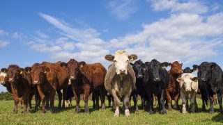 Comment: The quarterly beef price gap