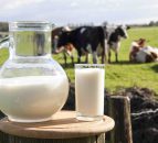 UK organic dairy sales slowing