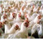 70% of UK supermarket chicken positive for campylobacter
