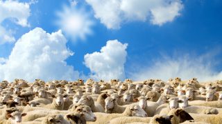 High stocking rates key for lamb output