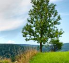 National Forestry Event