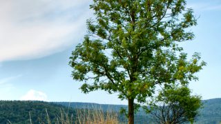 National Forestry Event