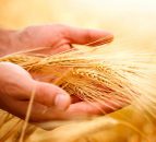 Despite bad weather, cereal yields up