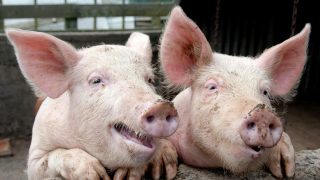 Zinc oxide ban could increase antibiotic reliance