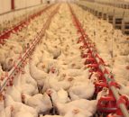 Northern Ireland a hotspot for poultry mega farms