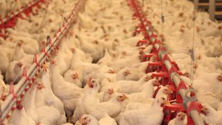 Northern Ireland a hotspot for poultry mega farms