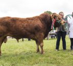 Limousin extravaganza at Antrim Show