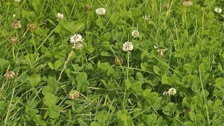 Clover on the agenda at Beef 2014