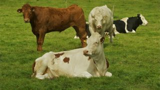 Nitrogen and phosphorus limits