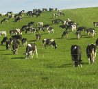 Fall in feed, fertiliser use for dairy farmers predicted
