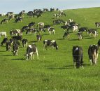 What is an active farmer? ICMSA