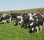Is processing inefficiency eroding dairy co-op shareholder value?