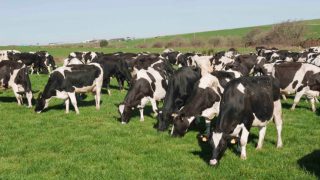 Is processing inefficiency eroding dairy co-op shareholder value?